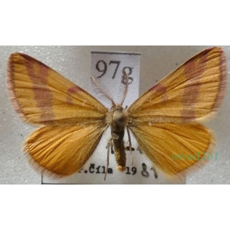 Lythria cruentaria (Hufnagel, 1767) Sudamek szczawiak Slovakia97g